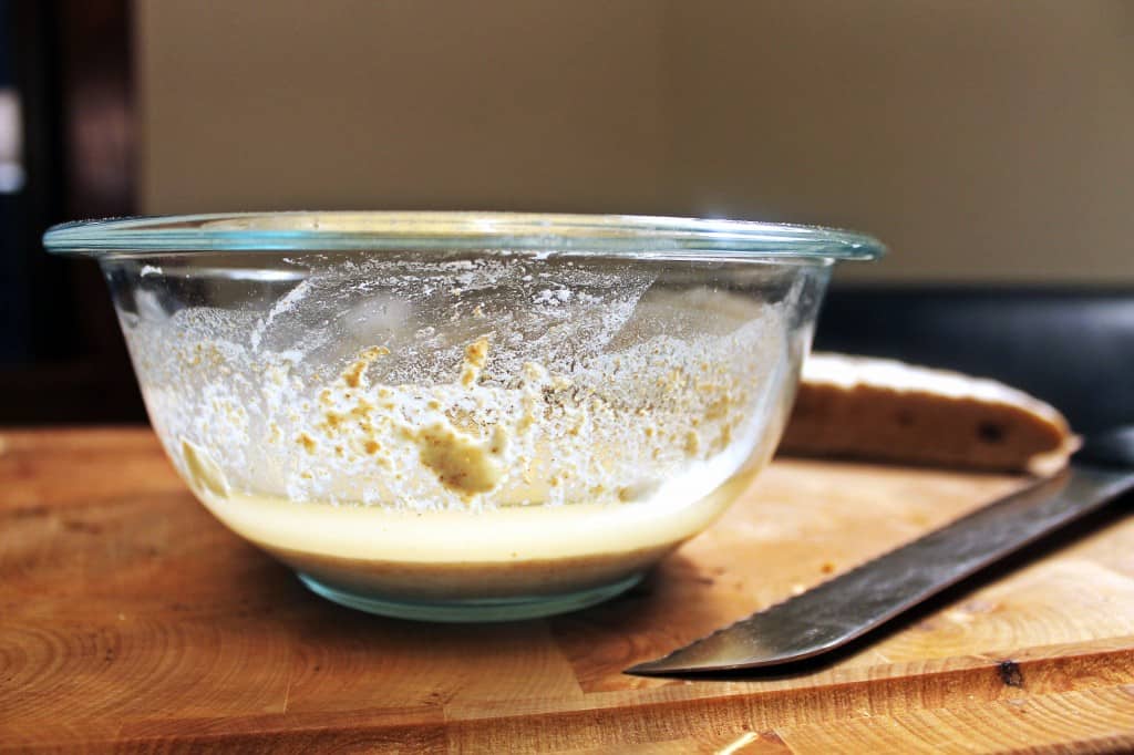 day old sourdough starter