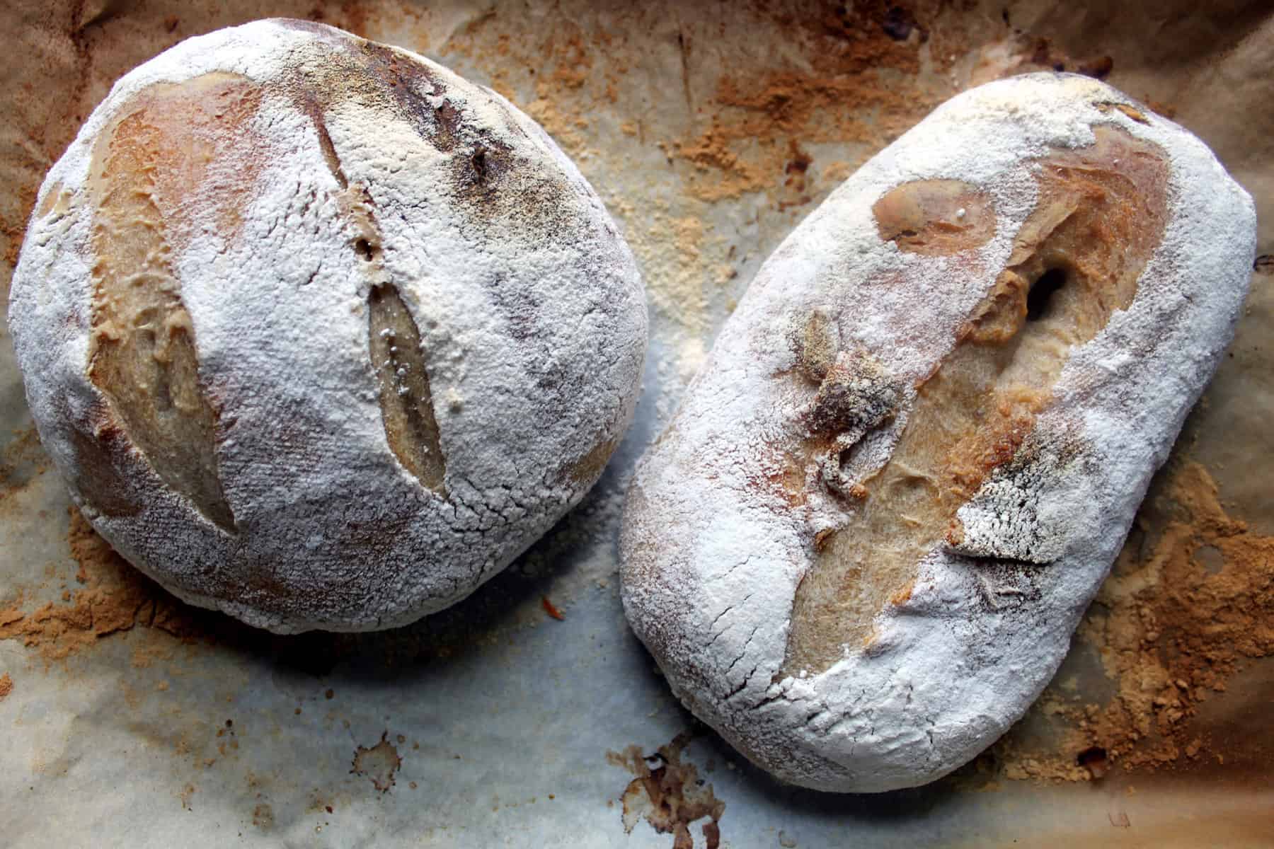 Two sour bread loaves on a baking sheet