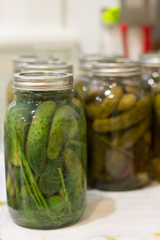 Spicy garlic dill pickles 10