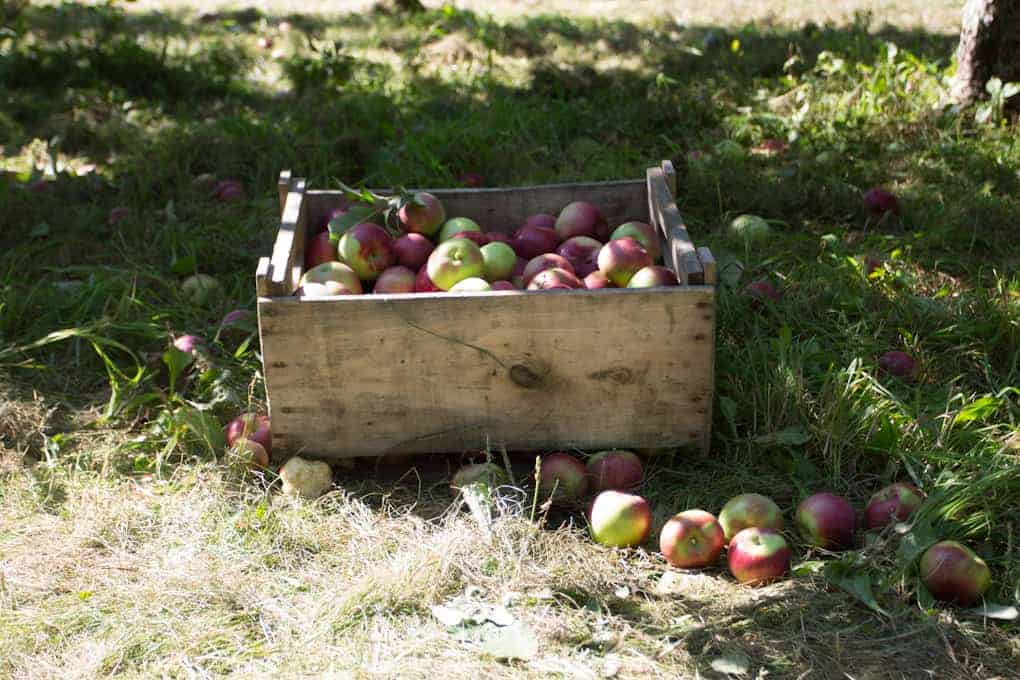 Apple picking and Quebec fall17