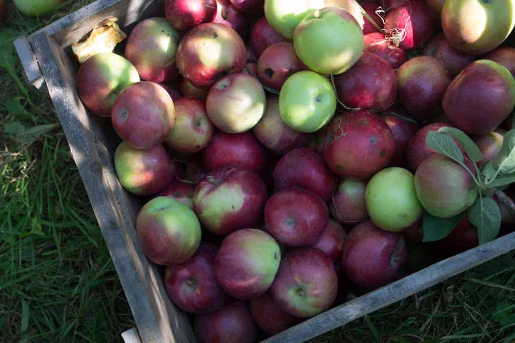 Apple picking and Quebec fall20