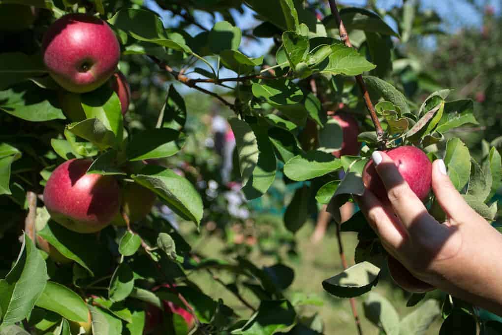 At the Immigrant's Table: Apple picking + apple recipes