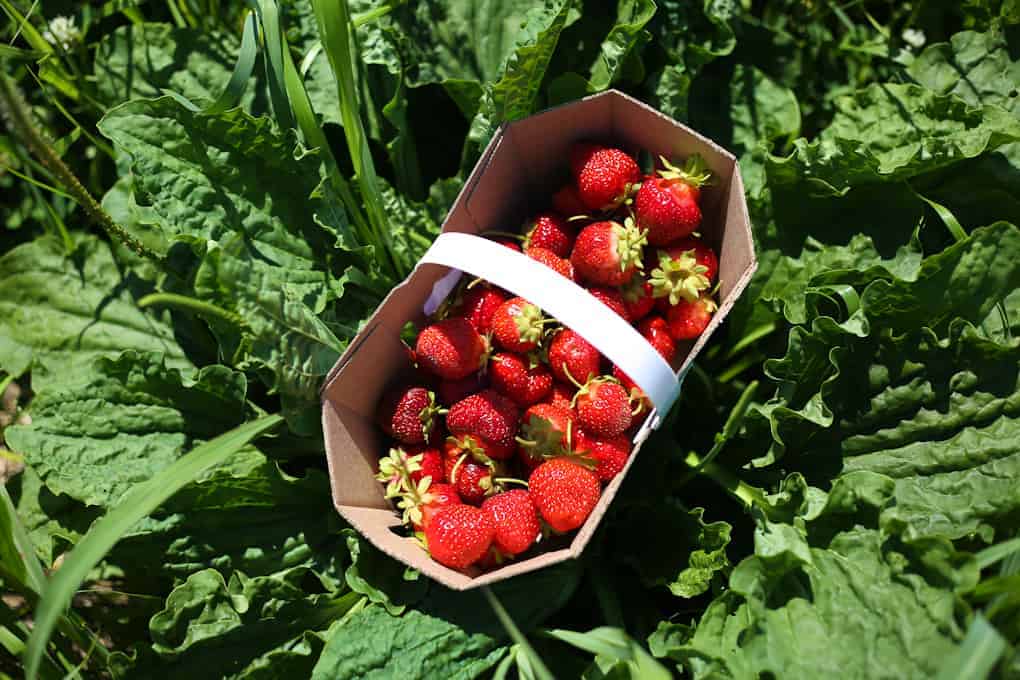 Celebrate summer with honey strawberry jam with herbs + balsamic