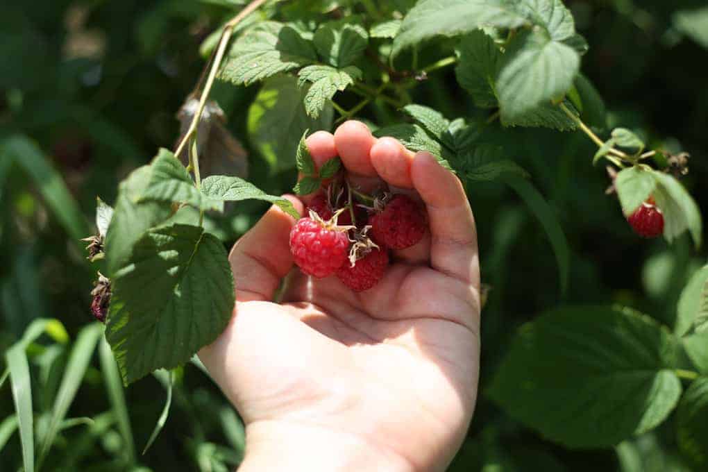 Clean raspberry preserves