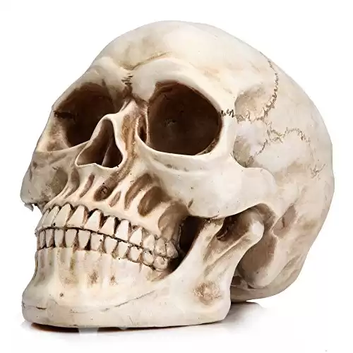 READAEER Life Size Human Skull Model 1:1 Replica Realistic Human Adult Skull Head Bone Model