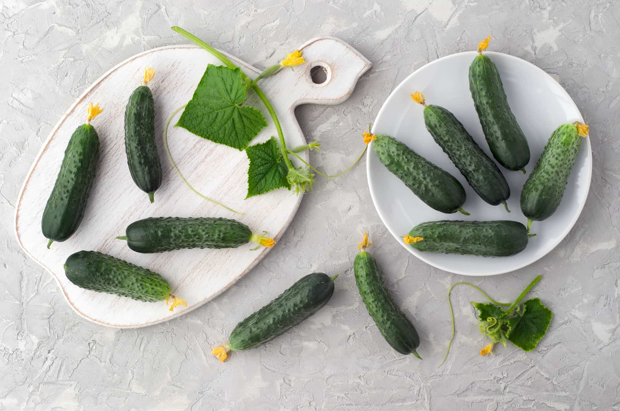 Fermented pickles on a white plate with green leaves.