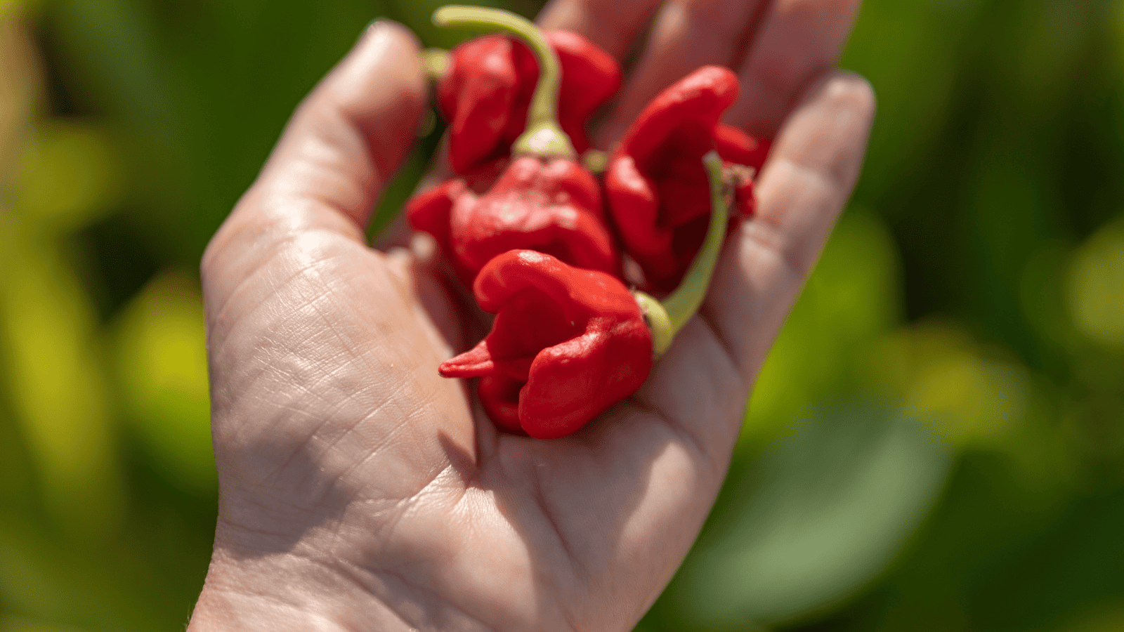 A hand holding several small, bright red peppers with green stems. The peppers have a wrinkled texture. The background consists of blurred green foliage, suggesting an outdoor setting.