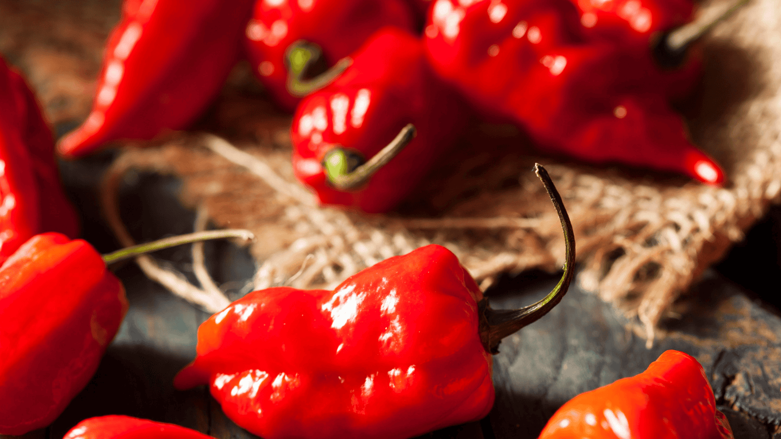 Close-up of several bright red hot peppers, some with stems attached, placed on a dark wooden surface and a piece of burlap. The glossy texture and vibrant color of the peppers are prominent in the image.