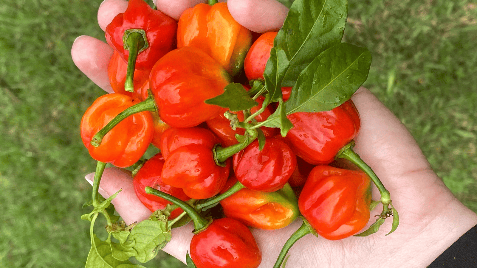 A hand is holding several small, vibrant red and orange peppers. Some of the peppers have green stems and leaves attached. The background is grassy and out of focus.