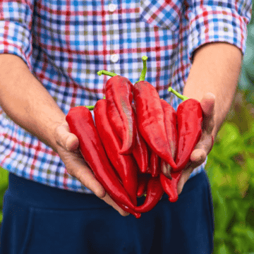 A person in a checkered shirt holds a bunch of fresh red chili peppers in their hands. In the background, there is a lush green garden.