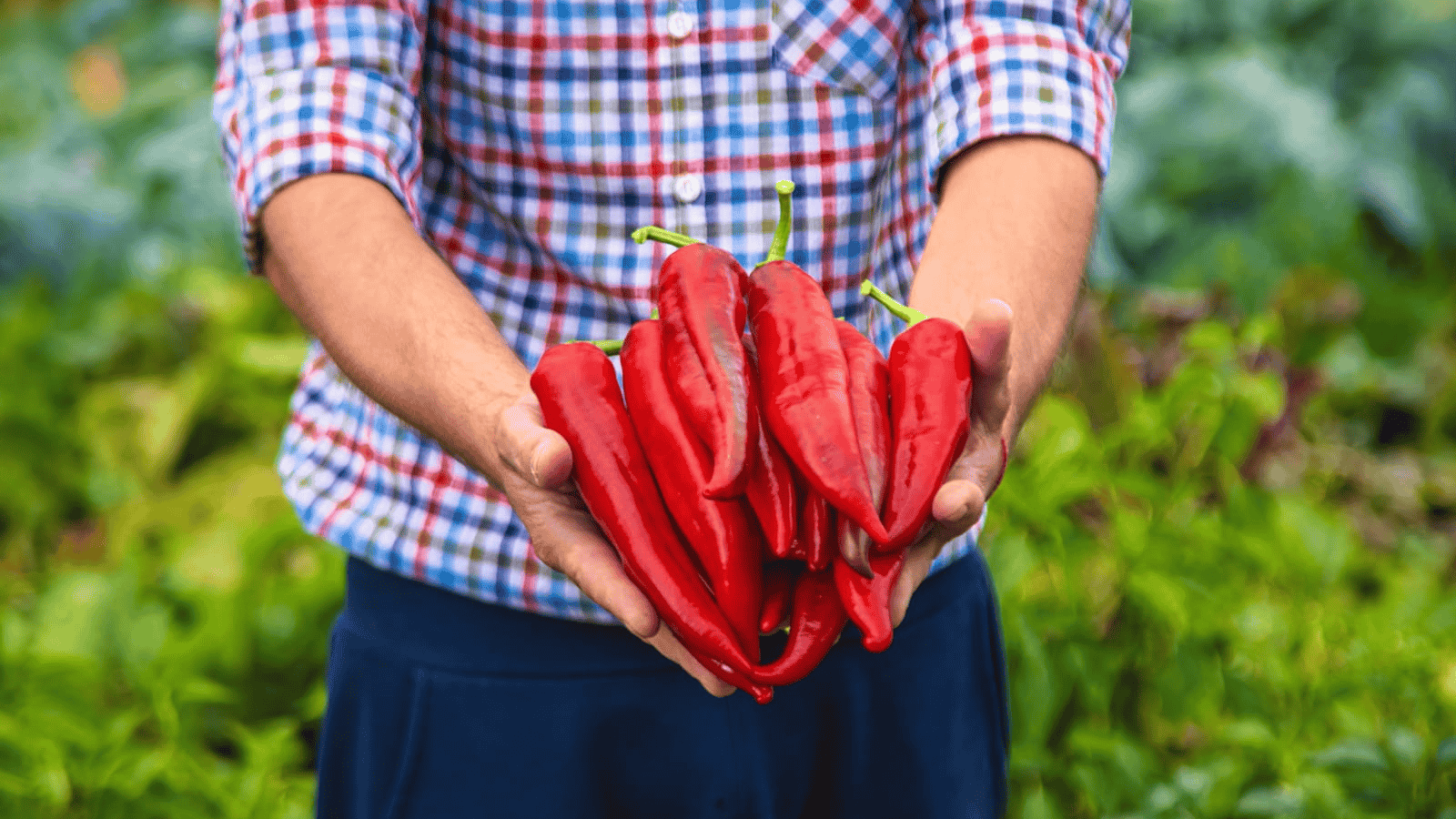 A person in a checkered shirt holds a bunch of fresh red chili peppers in their hands. In the background, there is a lush green garden.
