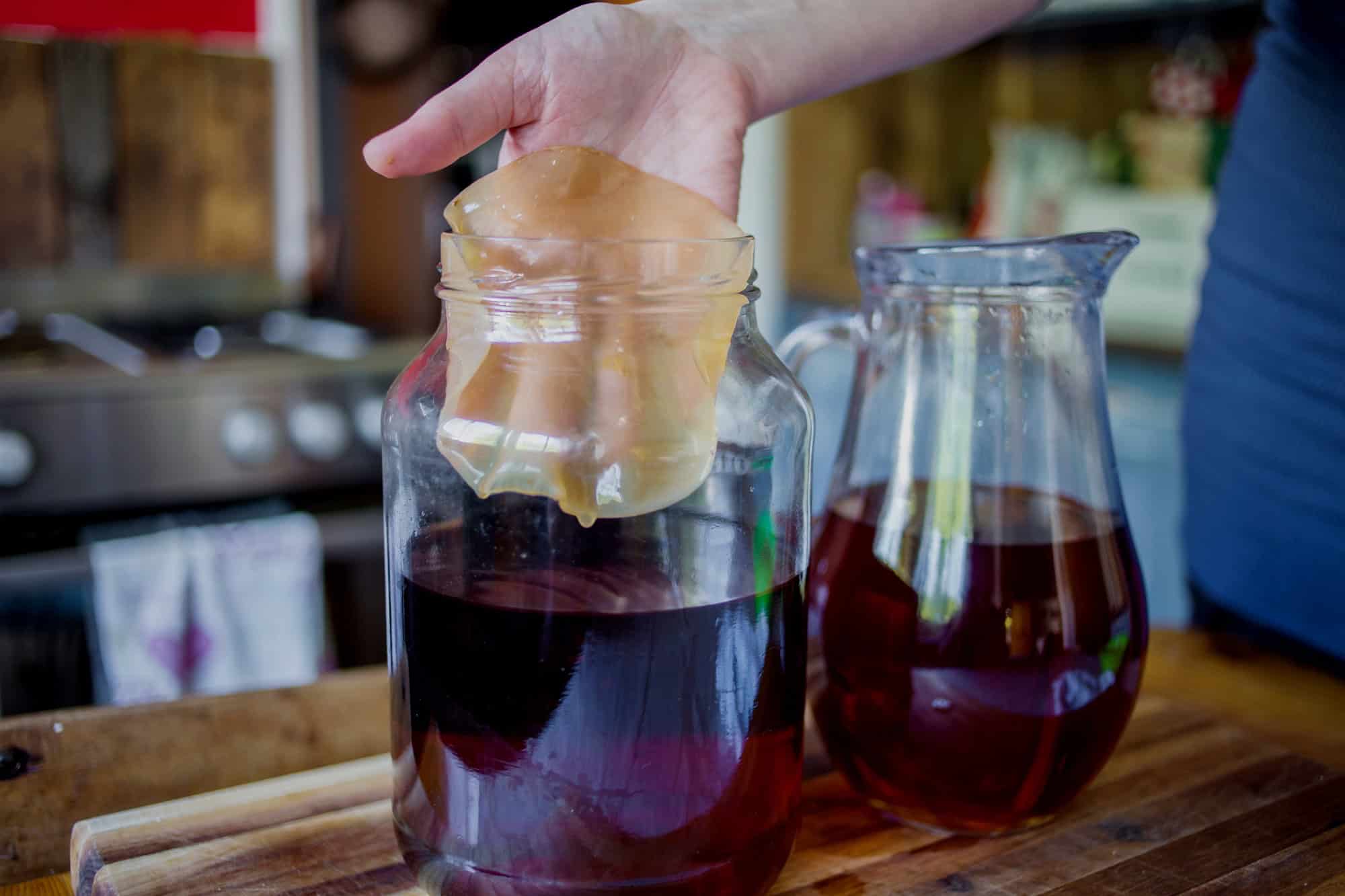 A person is holding a kombucha SCOBY (Symbiotic Culture of Bacteria and Yeast) over a glass jar filled with kombucha tea. 