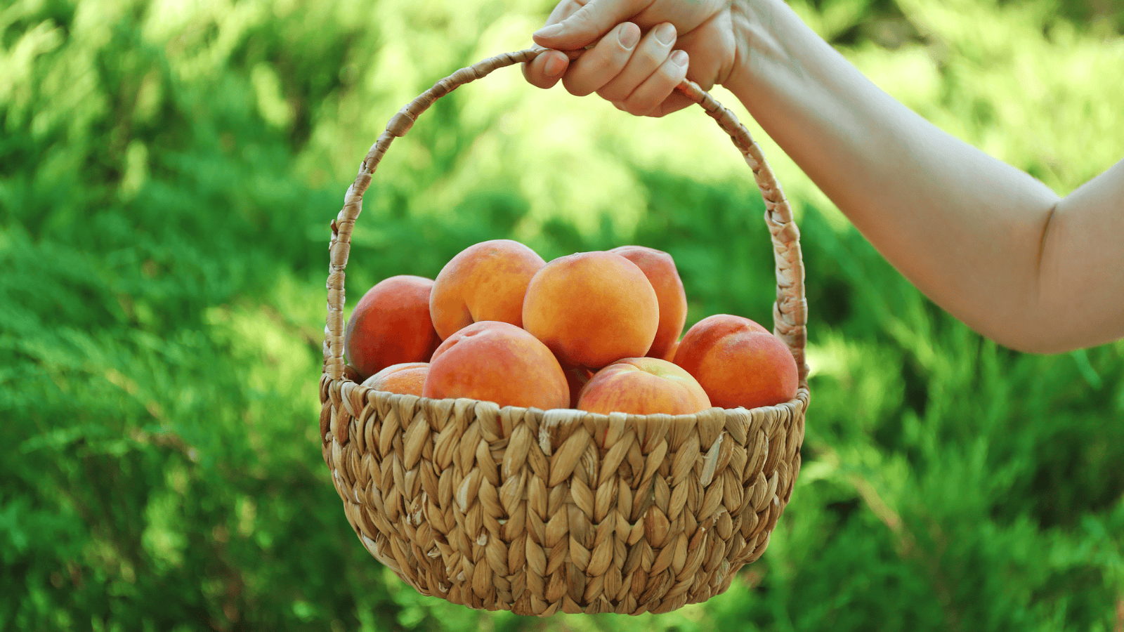A hand holds a woven basket filled with several peaches against a background of lush green foliage.