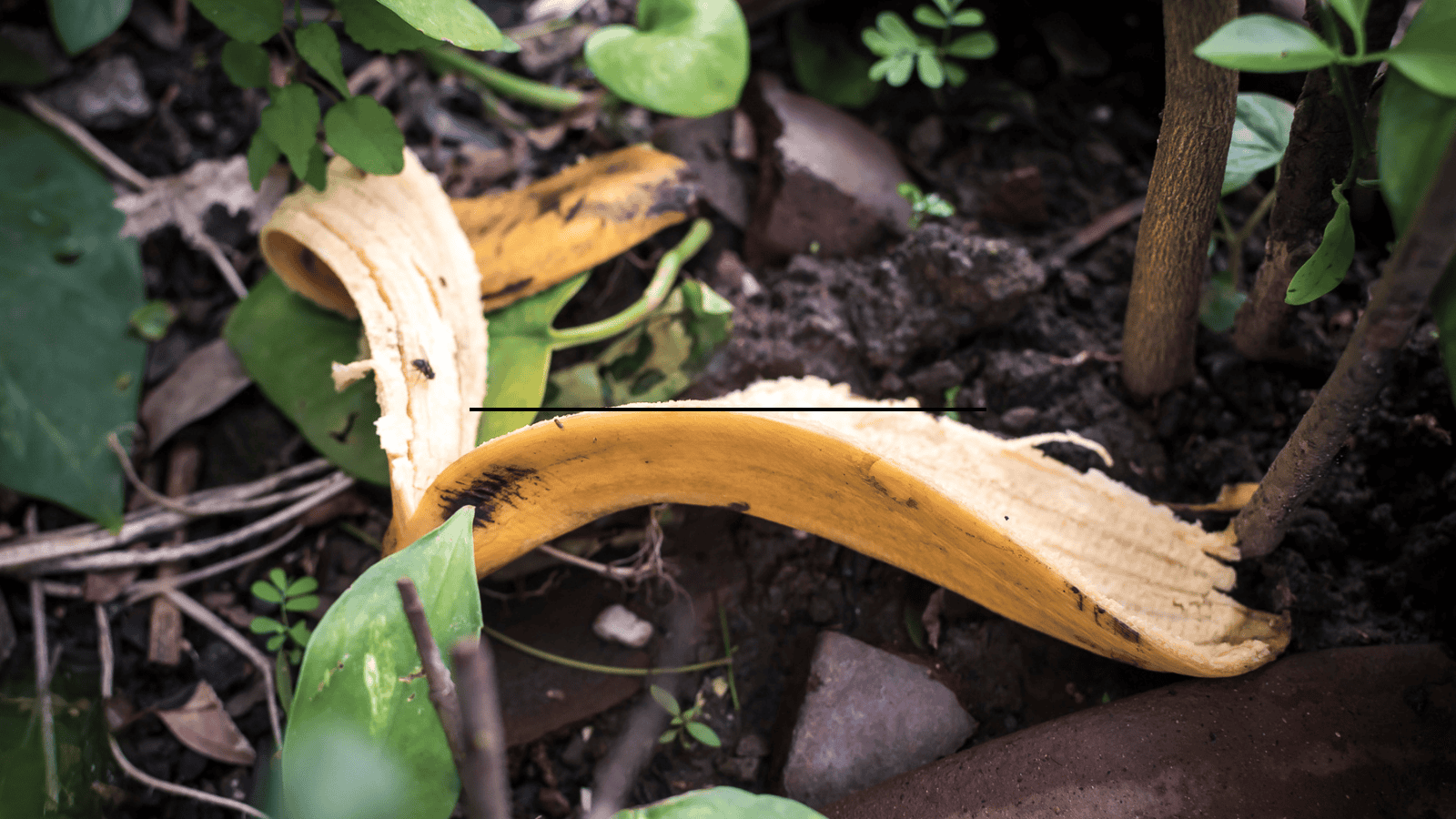 A discarded, partially decomposed banana peel lying on soil among various green plants. Some small ants are visible on the peel. The surroundings include dark earth, leaves, and plant stems.