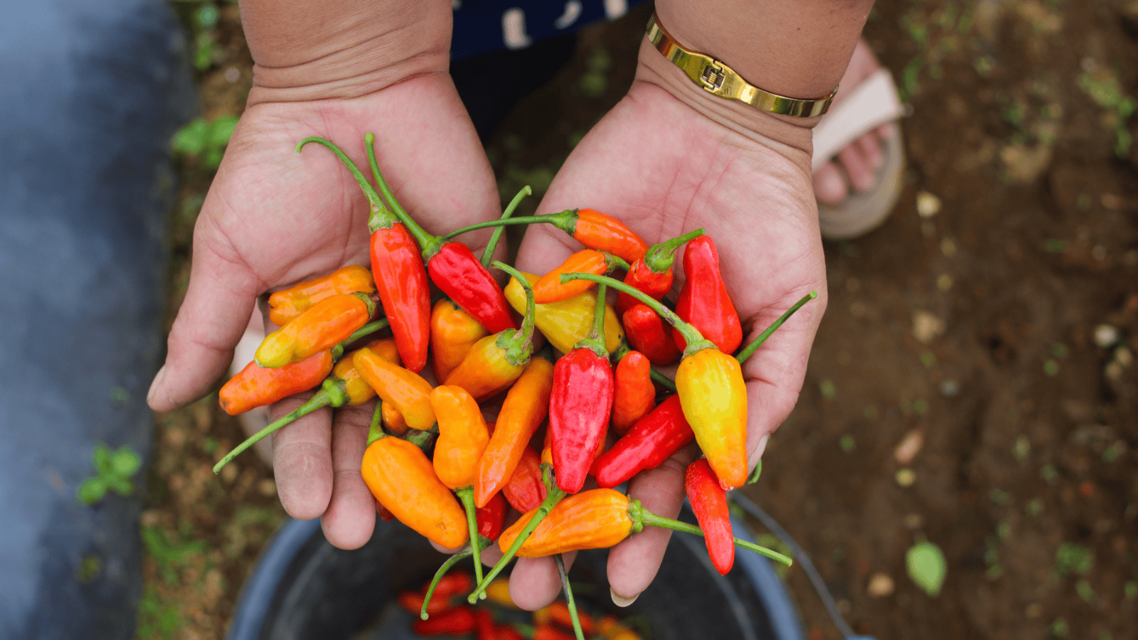 A person holds a variety of colorful chili peppers in their cupped hands, showcasing shades of red, orange, and yellow. The individual is wearing a gold bracelet. The background includes some soil, foliage, and another chili in a gray container.