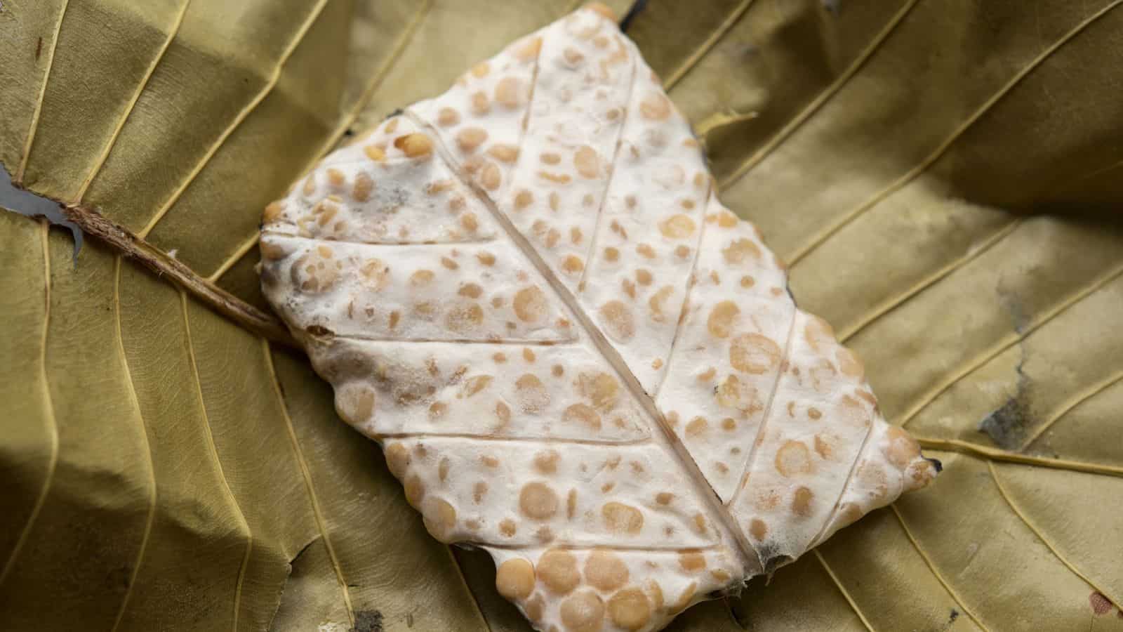 A close-up of a dried leaf with patches of fungal spots, lying on other fallen leaves, showing detailed textures and a natural decay process.