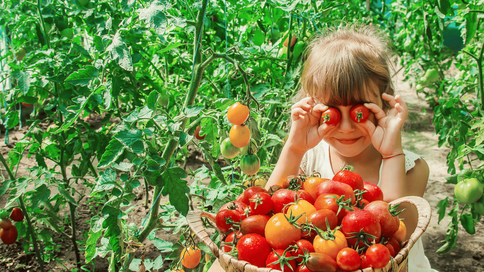 A young girl holds small tomatoes in front of her eyes while standing in a lush tomato garden. She is smiling and holding a basket full of various ripe tomatoes. The background is filled with green tomato plants.
