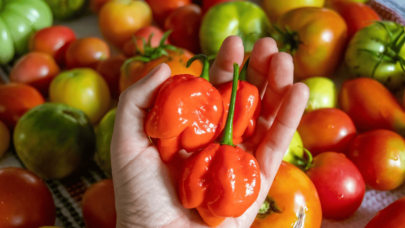 A hand holding two bright red bell peppers. In the background, a variety of colorful tomatoes in shades of red, orange, and green are scattered.
