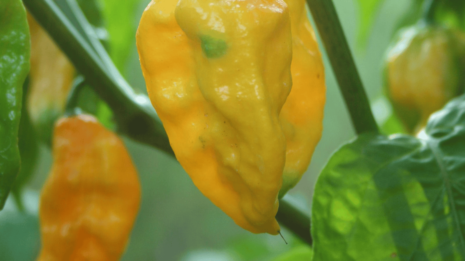 Close-up of yellow habanero peppers growing on a plant with dark green leaves. The peppers are elongated and have a slightly wrinkled texture. The background shows blurred foliage, emphasizing the focus on the vibrant, ripening peppers.