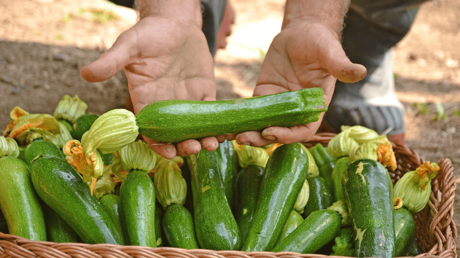 A person holds a fresh zucchini above a wicker basket filled with more zucchinis and some zucchini flowers. The person's hands appear slightly dirty, suggesting harvesting or gardening work. The basket and zucchinis rest on a natural, outdoor surface.
