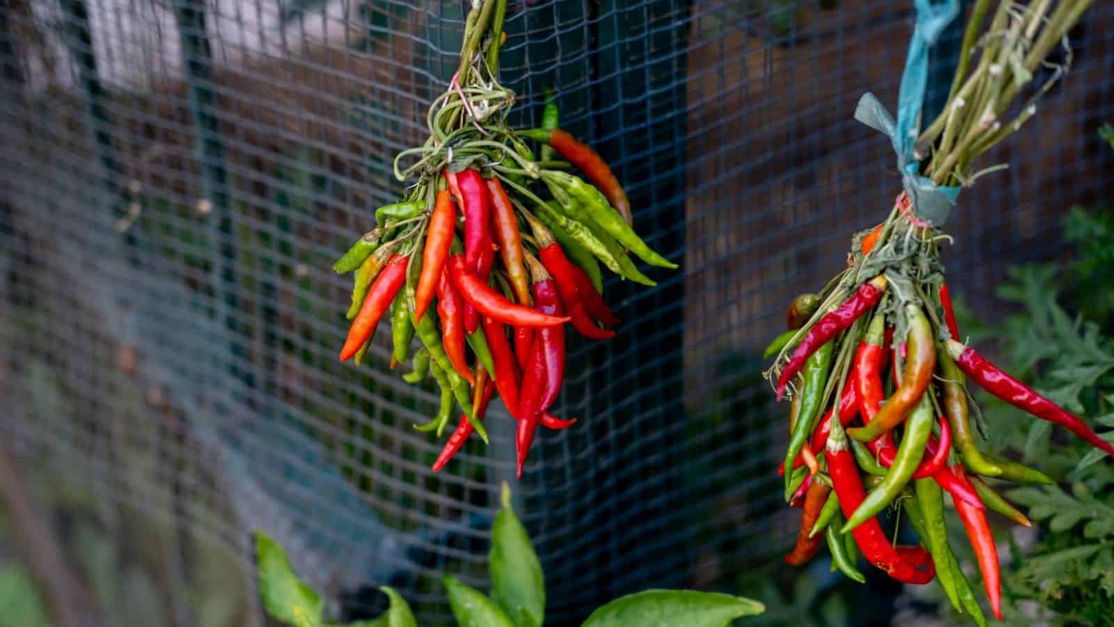 Two bunches of red and green chilies are tied and hung to dry against a wire mesh background. The bundles are secured with string, and some green foliage is visible at the bottom of the image.