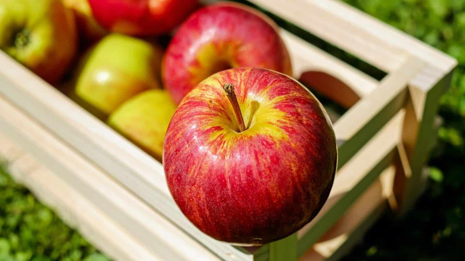 Close-up of an apple with other apples in the background