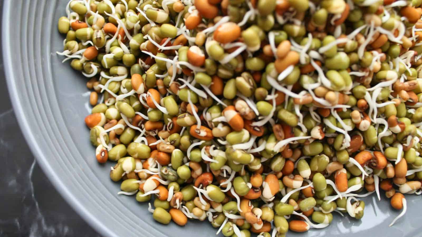 A close-up view of a bowl filled with mixed sprouted legumes, including green and brown seeds. The sprouts have white, string-like roots emerging, showcasing their freshness. The bowl appears to be made of grey ceramic.