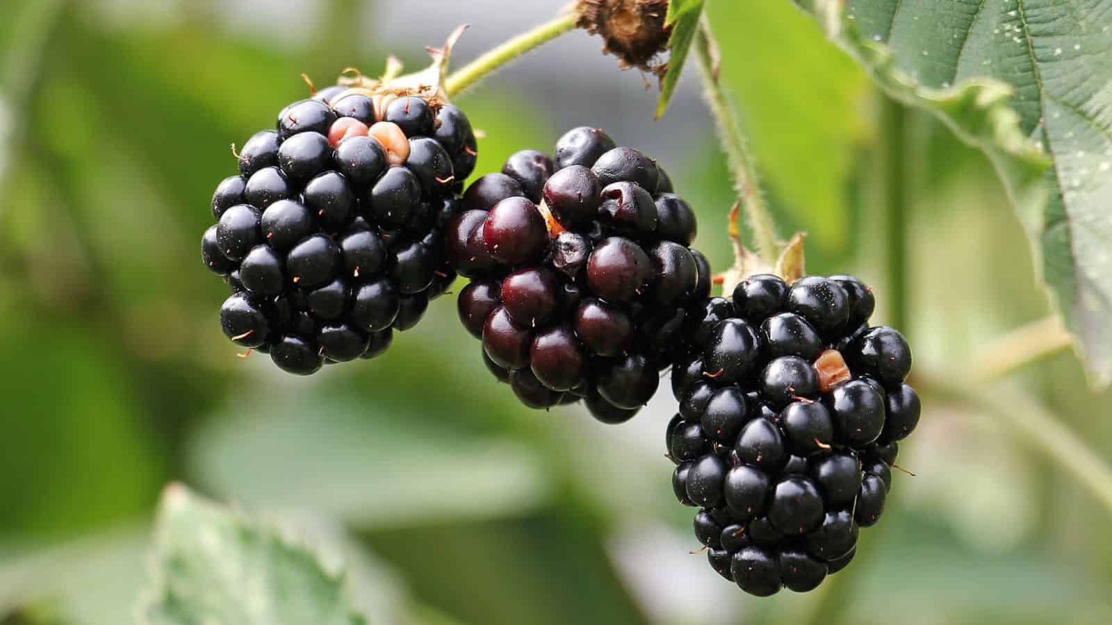 Three blackberries hanging on a plant