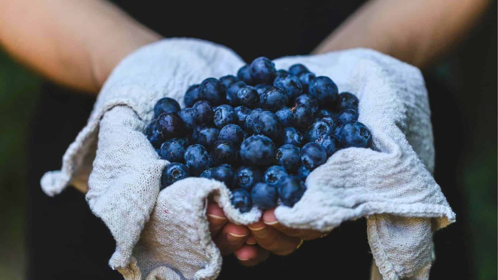 A person showing blueberries on a towel