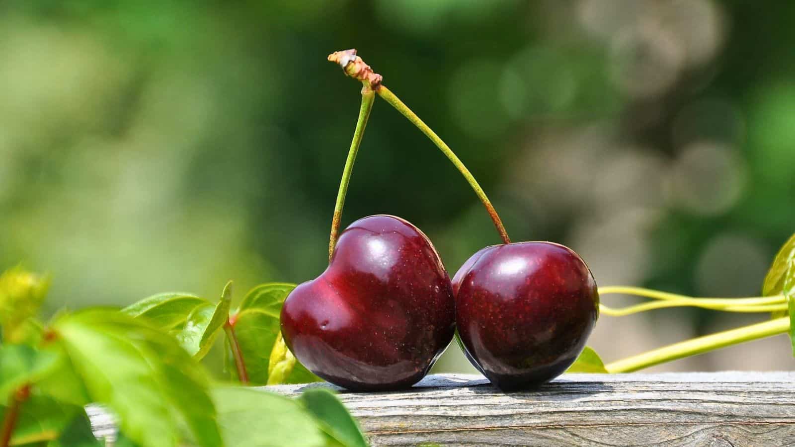 Two cherries with bright green stems—one heart-shaped and one round—rest against a weathered wooden surface with blurred green foliage in the background.