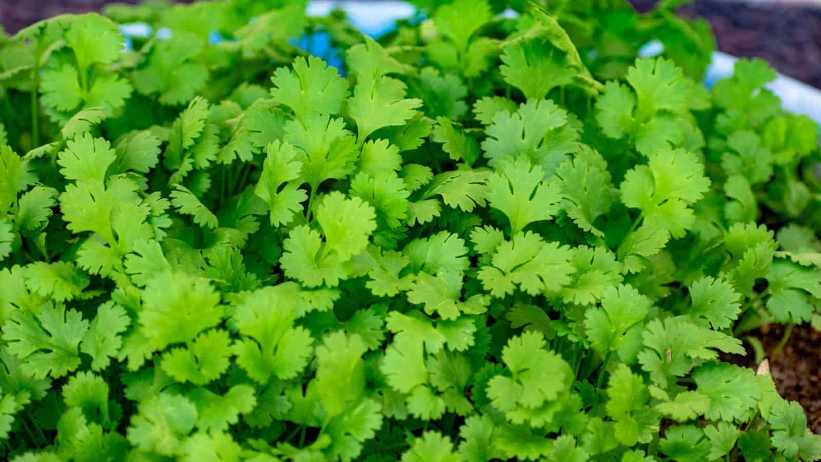 Close-up of fresh green cilantro leaves growing densely in a garden bed. The leaves are vibrant and lush, with soil and a blurred portion of the garden in the background, emphasizing the healthy growth of the cilantro.