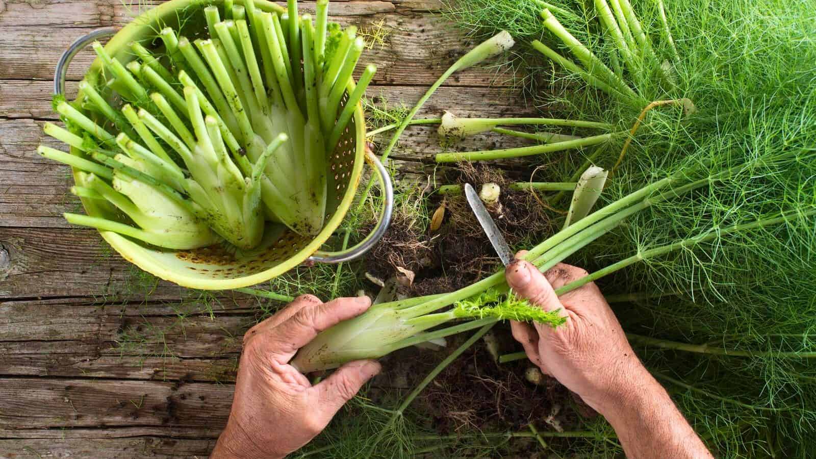 Two hands are cutting fennel bulbs on a rustic wooden surface. One fennel bulb is being cleaned with a knife. Nearby, a colander filled with cleaned fennel bulbs completes the scene.