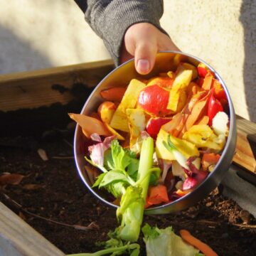 A person is holding a metal bowl filled with food scraps, such as vegetable peels and fruit bits, over a raised garden bed. They appear to be adding the food scraps to the bed, potentially for composting.