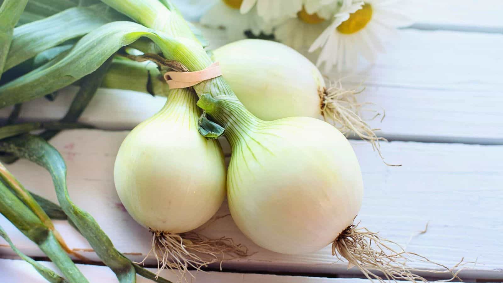 Three fresh white onions with green stalks and roots attached are held together by a rubber band and placed on a white wooden surface. A couple of white flowers bloom softly in the background.