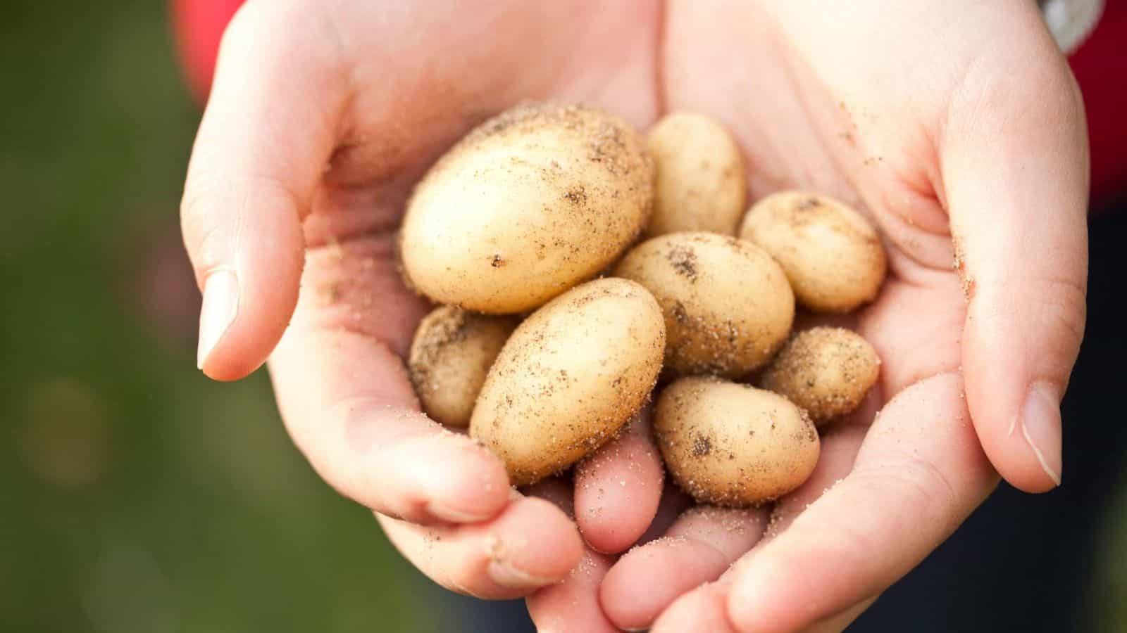 A pair of hands is holding several small, unwashed potatoes with dirt on them. The background is blurred and green, suggesting an outdoor setting.