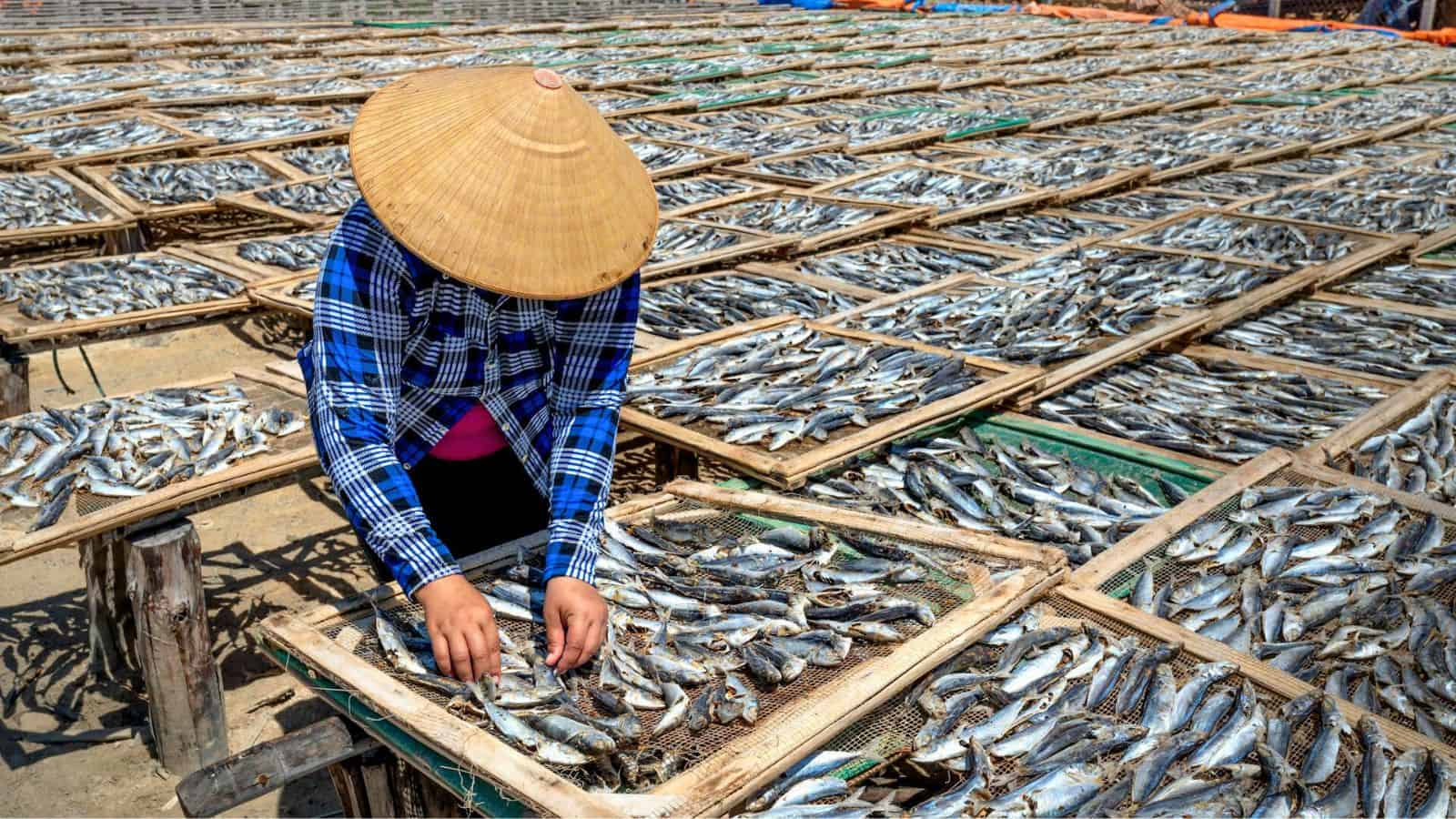 A person wearing a conical hat and a blue checkered shirt arranges fish on drying racks. Numerous racks filled with fish are spread out in the background, indicating a large-scale fish drying operation.