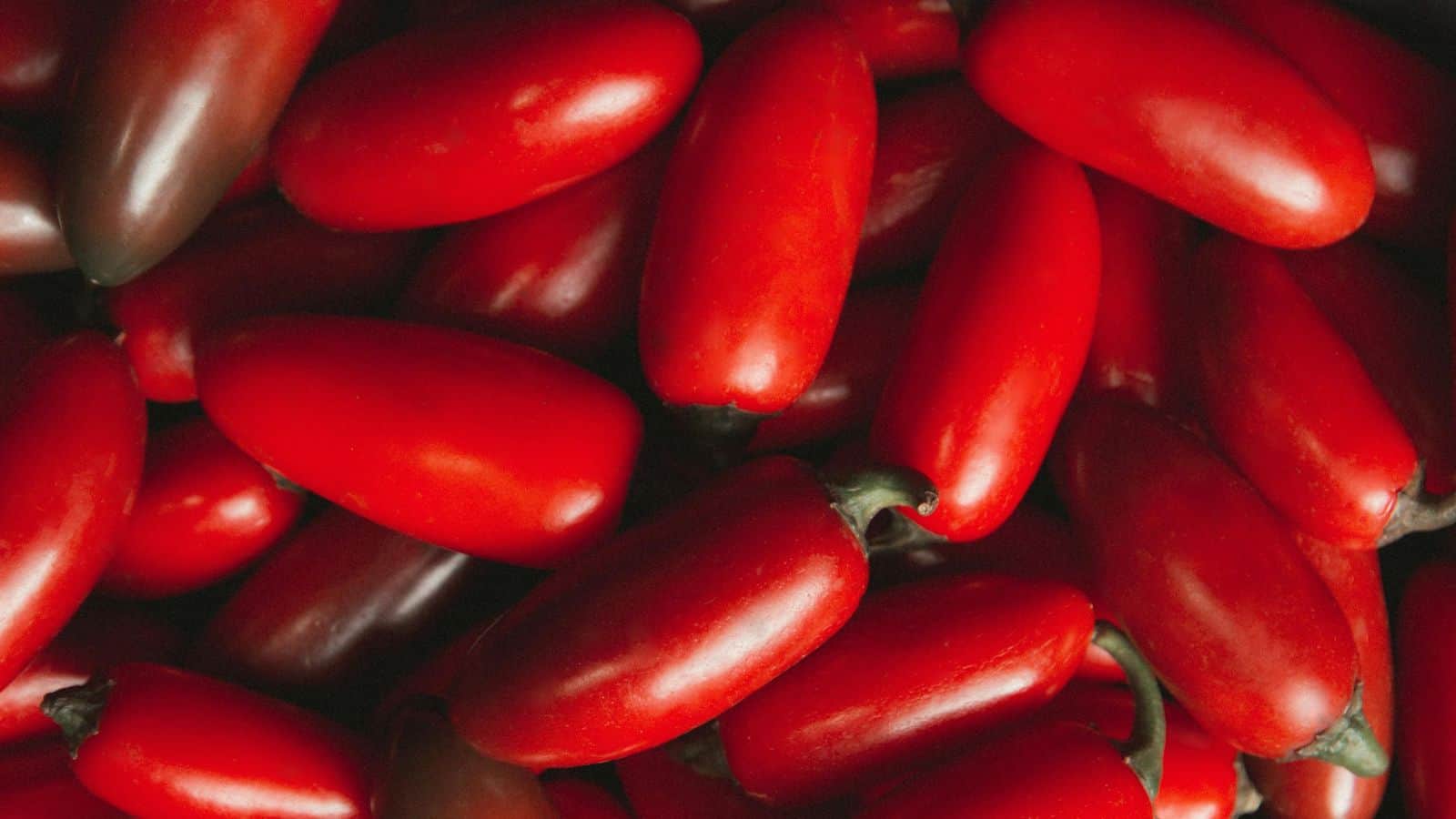 Close-up of San Marzano tomatoes