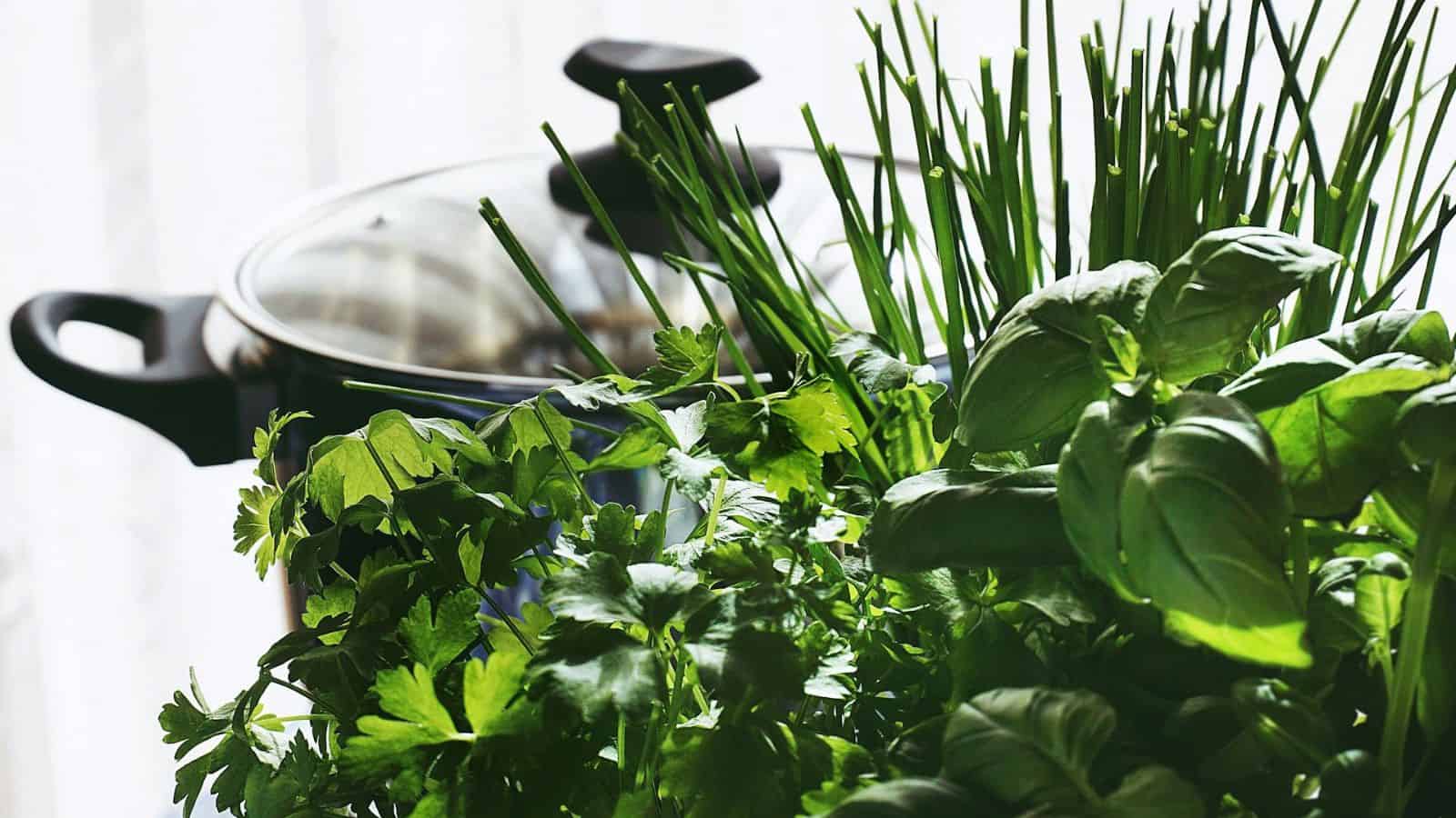 Basil and parsley plants near a pot