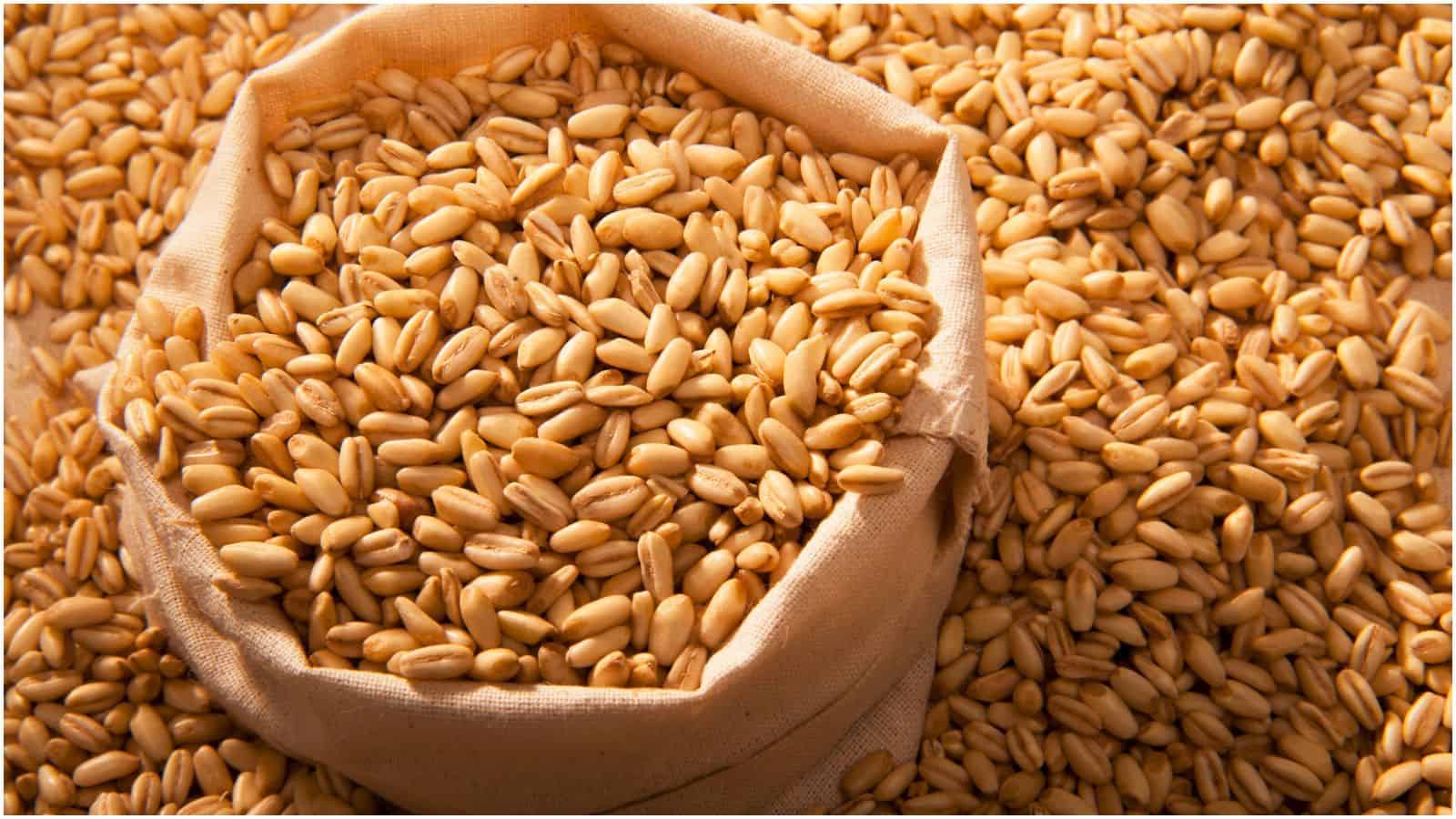 Close-up of barley on a sack and more barley in the background