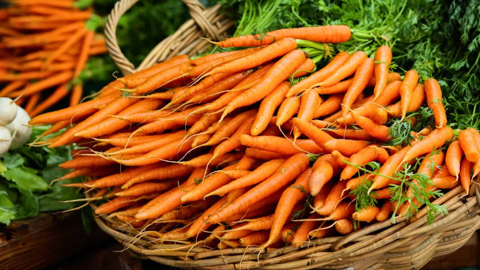 A wicker basket filled with bunches of fresh, orange carrots, some with green tops still attached. The carrots are long and slender, with a slightly curved appearance. Green leafy vegetables are visible in the background, dispelling food myths about their nutritional value.