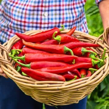 A person wearing a plaid shirt holds a wicker basket filled with red chili peppers. The background shows green foliage, indicating a garden or farm setting.