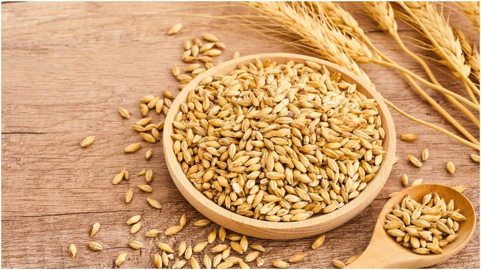 A wooden bowl filled with barley grains sits on a wooden surface. Some grains are scattered around the bowl, and an additional wooden spoon containing barley grains is to the right. Wheat stalks are placed near the top right corner of the image.