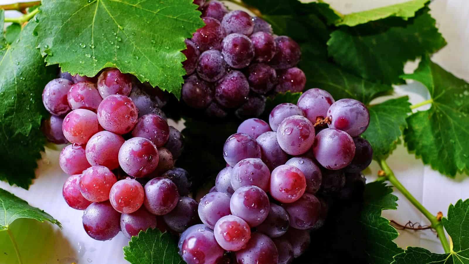 A cluster of purple and red grapes with water droplets on them is surrounded by green leaves. The grapes appear fresh, and the image captures a close-up view of their texture and color.