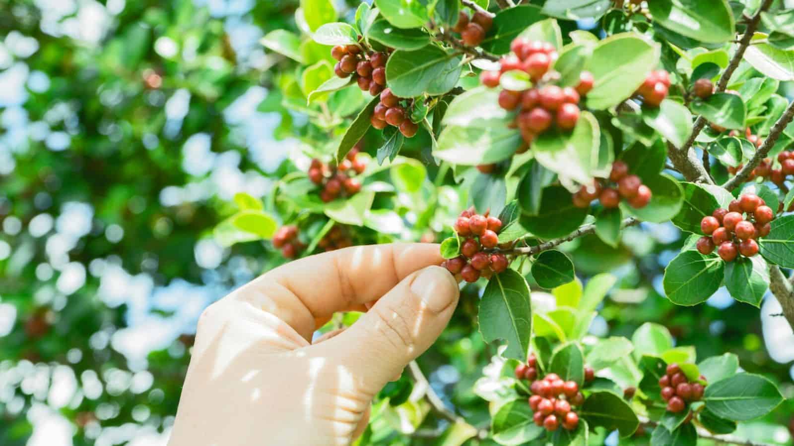 A close-up of a hand reaching towards small, red berries growing on a branch with green leaves. The background is filled with more branches, leaves, and clusters of berries.