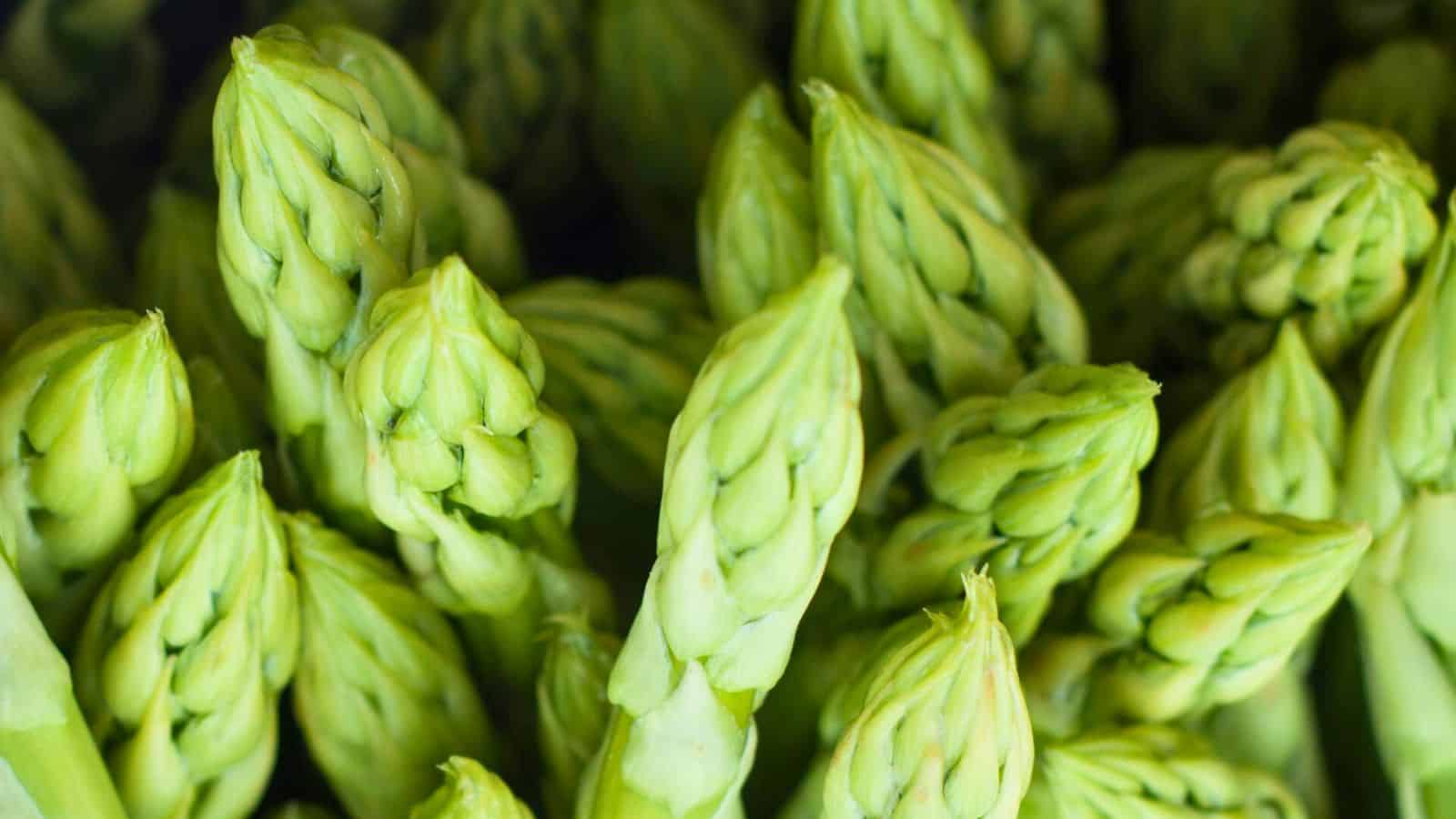 Close-up image of green asparagus spears clustered together. The tips are tightly closed, and the vibrant green color indicates freshness. The spears are slightly glossy, suggesting they have been recently harvested.