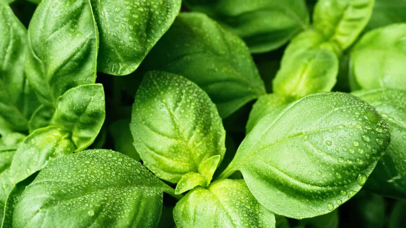 Close-up of fresh green basil leaves covered in water droplets. The image captures the vibrant color and texture, highlighting the veins and edges of the leaves. The droplets add a glistening effect, accentuating the freshness of the basil.