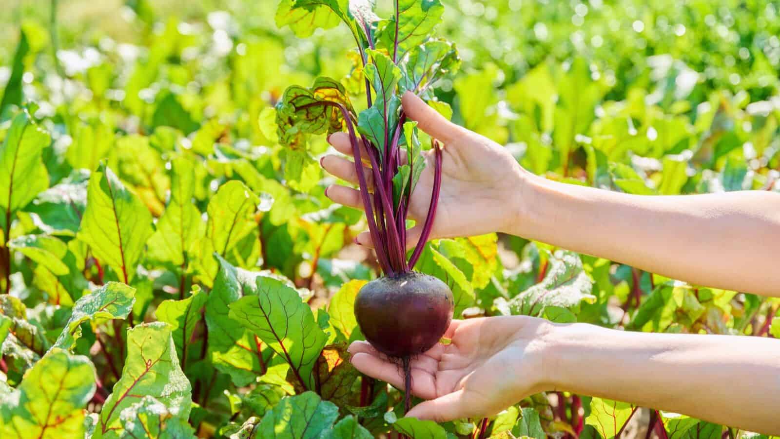 A pair of hands holds a freshly picked beetroot in a garden, showcasing its green leaves and purple root. The garden has a lush background with similar beet plants. The light indicates daylight and highlights the vibrant colors of the plant.