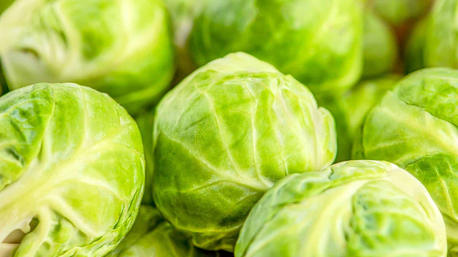 Close-up image of several fresh green Brussels sprouts. The vegetables have tightly packed leaves with some details of their veining visible, exhibiting a bright and vibrant color. They appear to be clean and ready for cooking or consumption.