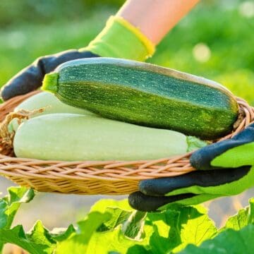 A person wearing yellow gloves holds a wicker basket with three zucchinis, two light green and one dark green, in a garden. Lush green plants are visible in the background under bright sunlight.