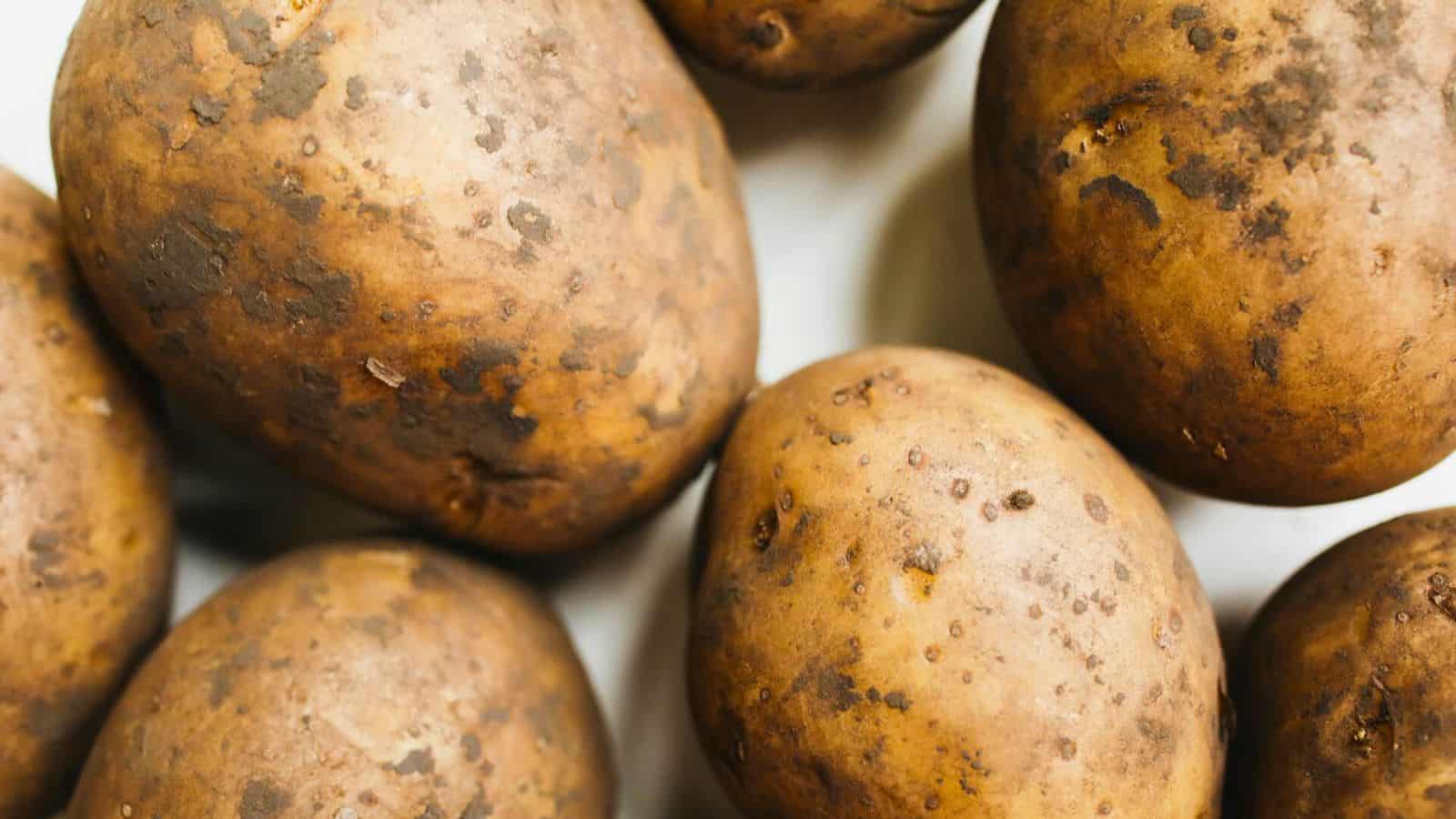 Close-up of several unwashed russet potatoes. The potatoes have rough, brownish skins with dirt and small blemishes. They are positioned so that parts of different potatoes are visible within the frame. The background is out of focus.